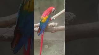 MY Parrot So Beautiful 🦜🦜🤣 viral parrots beautiful [upl. by Alaham]