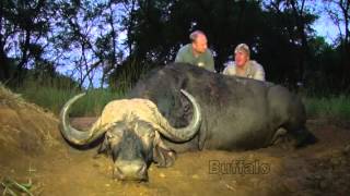 Ashby single bevel broadhead drops Cape Buffalo in its tracks  Bowhunting Cape Buffalo [upl. by Lars]