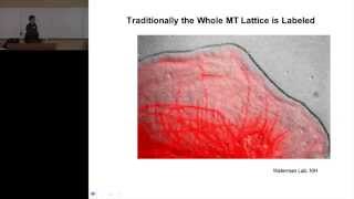 Analysis of Fluorescently Labeled Contractile Subcellular Structures [upl. by Ries]