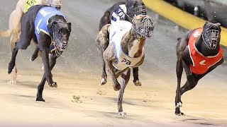 Angle Park South Australia greyhounds Race 730m we love our Dogs 12 October 2024 doglover pitbul [upl. by Rebmak]