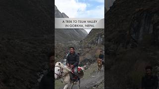 Tsum Valley amp Larkey Pass  Manaslu Circuit Trek 2023 [upl. by Lonier]