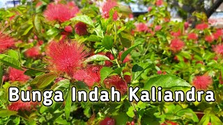 Bunga Kaliandra Merah kesukaan Lebah Full Bunga [upl. by Laehpar]