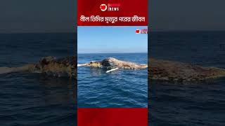 নীল তিমির পরবর্তী জীবন । Durbin News [upl. by Kerby539]