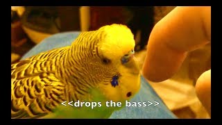 Talking Parakeet Budgie Talks Nonstop Captioned [upl. by Nossah]