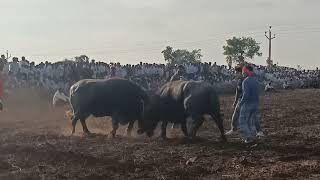 waghiya vs Govinda hela takkar bachoti [upl. by Nirda]