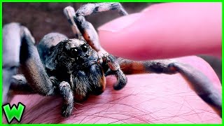 The Process of Making Friends with a Wolf Spider [upl. by Horvitz]