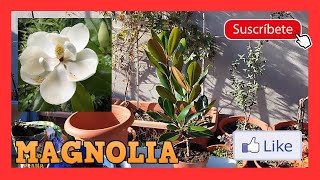 MAGNOLIA GRANDIFLORA [upl. by Elac492]