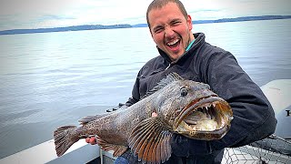 How to Catch Lingcod in Puget Sound HUGE Monster [upl. by Miarhpe]