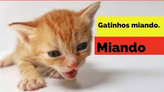 Gatinhos miando Sons de miado de gatinho de alta qualidade para encontrar seu gato Muitos gatinho [upl. by Bowler]