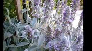 Stachys lanata stackys olimpica medicinal herb [upl. by Rise409]