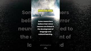 How Mirror Neurons Shape Empathy and Connection [upl. by Cruz]
