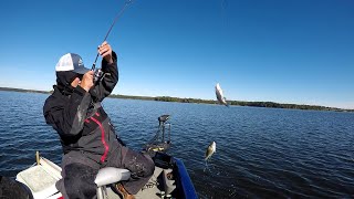 Using 1quot Gulp Alive Minnow For White Perch [upl. by Mulderig]