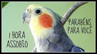 ASSOBIO CALOPSITA  PARABÉNS PARA VOCÊ  COCKATIEL WHISTLE [upl. by Redleh]