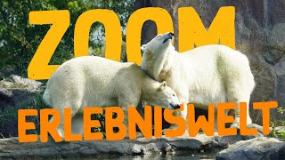 ZOOM Erlebniswelt Gelsenkirchen  Zoo Eindruck [upl. by Arnuad]