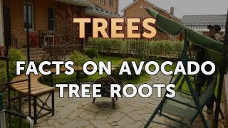 Facts on Avocado Tree Roots [upl. by Schurman]