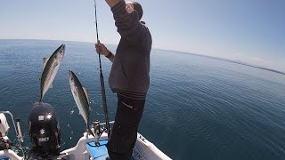 Assurdità in mare  Due Palamite con un esca  Pesca a traina con il vivo [upl. by Rehoptsirhc]