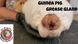 Grease Gland Tumor in a Boy Guinea Pig [upl. by Sou]