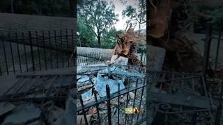 An old oak tree felled by Hurricane Helena still lies in Old Settlers Cemetery [upl. by Bigg]