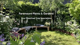 Paramount Plants  Your Pleached Tree Specialist [upl. by Atoked]