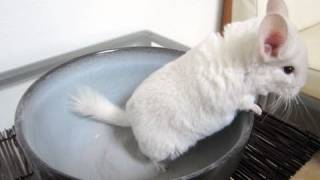 Baby Chinchillas First Dust Bath [upl. by Euseibbob]