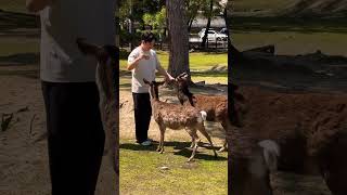 Nara Park Japan🦌🇯🇵4K [upl. by Primrose869]