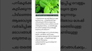 പനിക്കൂർക്ക ഇലയുടെ ഔഷധഗുണങ്ങൾ  Benefits of Plectranthus amboinicus  ശിശുരോഗ സംഹാരി [upl. by Unity]