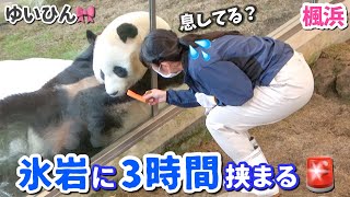 【パンダアイドル楓浜】飼育員さんも心配になり必死の呼びかけ！全くお騒がせな姉🐼💦 [upl. by Bamford671]