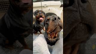 Rottweiler Bubzee Ghar Ki Protection Ke Liye Bite Kar Sakta Hai shorts dogs rottweiler trending [upl. by Ettezoj]