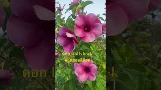 ดอก Hollyhock ฮอลลี่ฮ็อด [upl. by Gilpin]