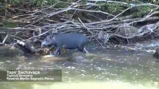 BIOCORREDOR MARTIN SAGRADO  Rencontre avec un Tapir [upl. by Sapienza]