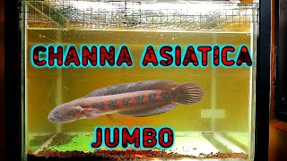 channa asiatica rsws jumbo [upl. by Ivanah]