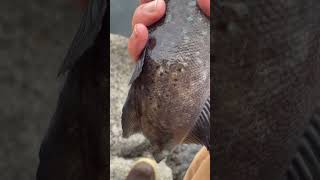 Monster Greenling Off The Jetty pnw fishing shorts [upl. by Ehman499]