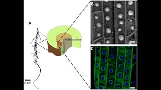 The confocal fluorescence microscopy of the inner tangential cell wall ITCW of sorghum Si root [upl. by Minette]