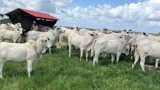 Fazenda à venda no Estado do Maranhão [upl. by Ymij]