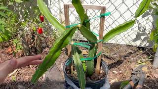 Identifying and planting dragon fruit cactus [upl. by Leafar31]