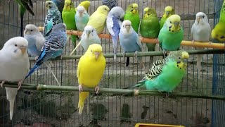 budgie sounds [upl. by Payton512]