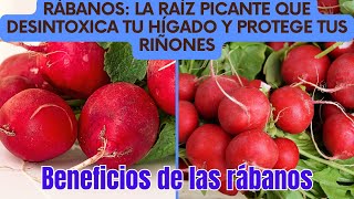 Rábanos La Raíz Picante que Desintoxica tu Hígado y Protege tus Riñones [upl. by Carlick]