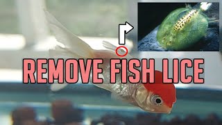 How to Remove Fish Lice [upl. by Schear]