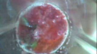 6th Da Vinci  Science  Strawberry Experiment [upl. by Gwenette561]