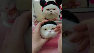 New Work Needle Felted Cat  Needle Felting ASMR  Needle Felting Cats [upl. by Hinson]