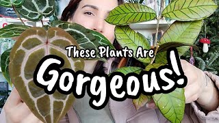 These Plants Are GORGEOUS 😍 My Favorite Houseplants in December 2023 🌿✨️ [upl. by Cloots]