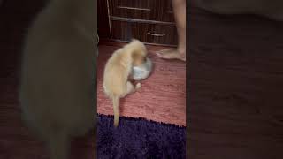 2 months old golden retriever playing football  born to fight minivlog [upl. by Earas]