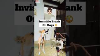 Invisible Prank On Dogs 😱  496 [upl. by Asirehc]