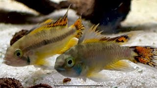 Apistogramma Kakadu [upl. by Iba51]