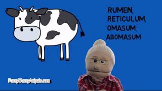 Do Cows have 4 Stomachs  Animal Facts [upl. by Koball]