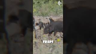 Boar Buster The Ultimate Trap for Stopping Invasive Feral Hogs [upl. by Zindman]