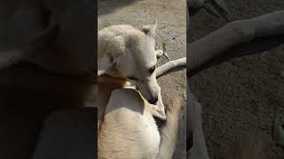 Pale nahe hote na dog doglover trending trendingshorts [upl. by Madelena]