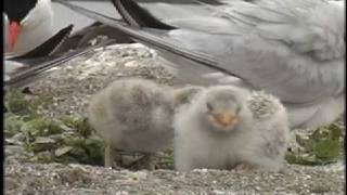 Caspian Terns Up Close amp Personal [upl. by Yasnil]