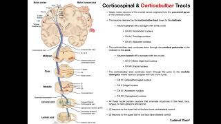 Corticobulbar Tracts EXPLAINED  Cranial Nerve Motor Function [upl. by Heron887]