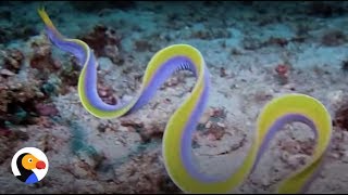 Ribbon Eels Change Sex Transform into Females  The Dodo [upl. by Swenson]